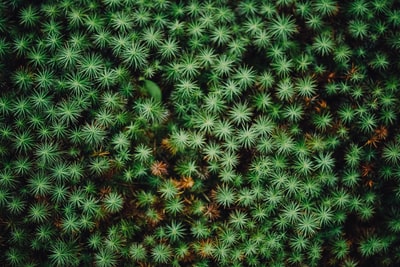 地上有绿色穗状花序的植物